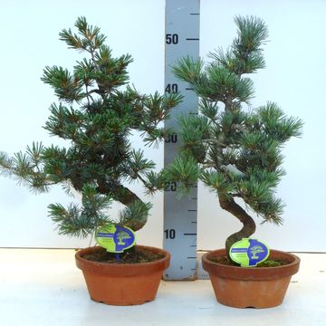 Pinus parviflora