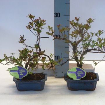 Rhododendron indicum