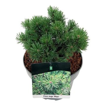Pinus mugo 'Mops'