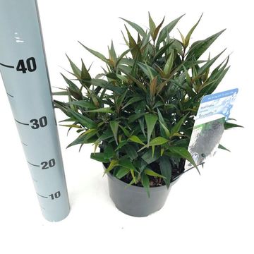 Strobilanthes anisophylla BRUNETTHY