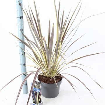 Cordyline banksii ELECTRIC FLASH