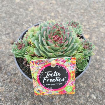 Sempervivum TOETIE FROETIES MIX