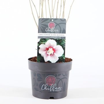 Hibiscus syriacus STARBURST CHIFFON