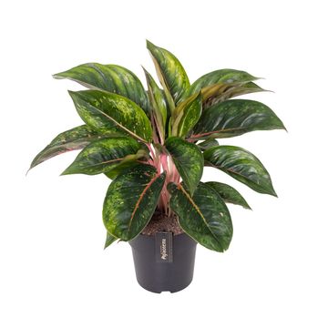 Aglaonema 'Camo Carmine'