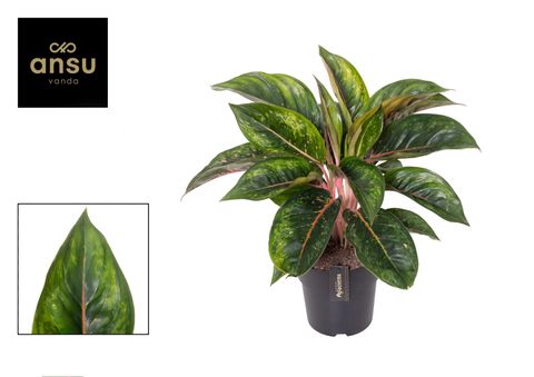 Aglaonema 'Camo Carmine'