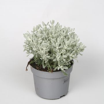 Santolina chamaecyparissus