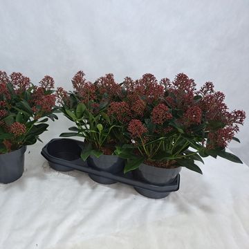 Skimmia japonica 'Rubella'
