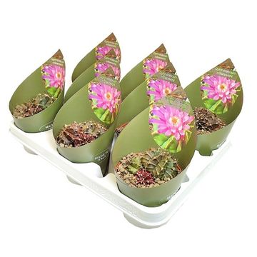 Gymnocalycium mihanovichii