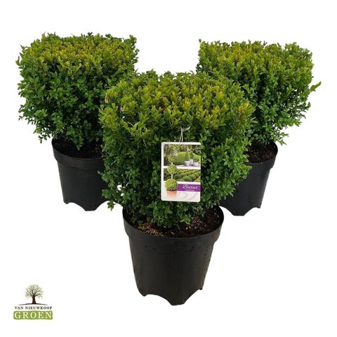 Buxus sempervirens