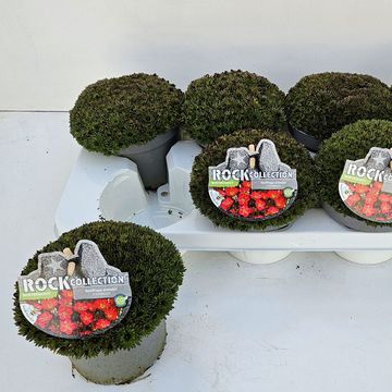 Saxifraga PIXIE PAN RED