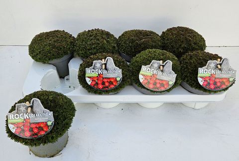 Saxifraga PIXIE PAN RED