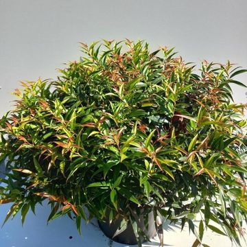 Leucothoe keiskei BURNING LOVE