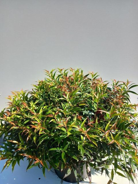 Leucothoe keiskei BURNING LOVE