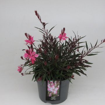 Gaura lindheimeri GAUDI LIGHT PINK