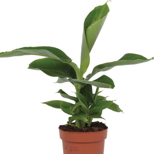 Musa 'Tropicana' (Bunnik Plants)