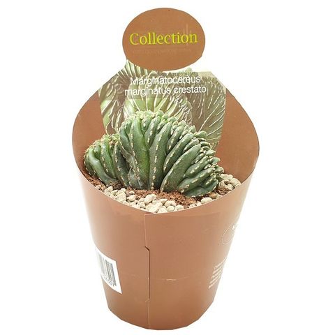 Marginatocereus marginatus cristata