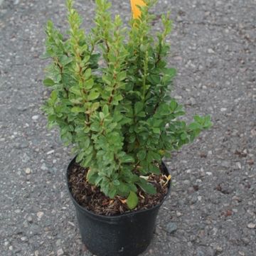 Berberis thunbergii 'Powwow'