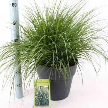 Pennisetum alopecuroides 'Hameln'