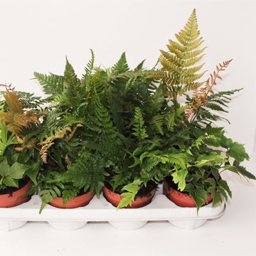 Ferns MIX