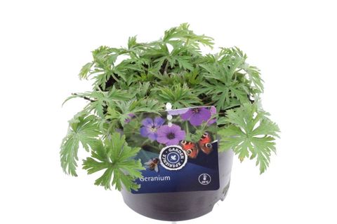 Geranium pratense 'Azure Skies'