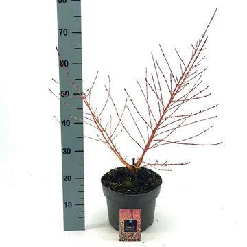 Cornus sanguinea 'Midwinter Fire'