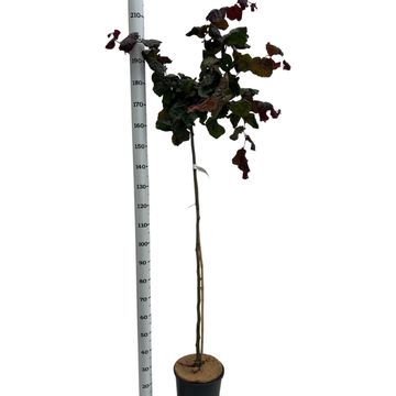 Corylus 'Red Majestic'