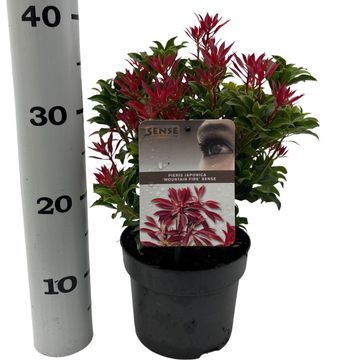 Pieris japonica 'Mountain Fire'