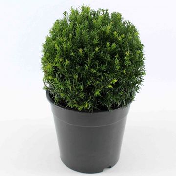 Taxus x media 'Groenland'