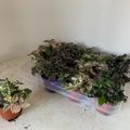 Tradescantia MIX