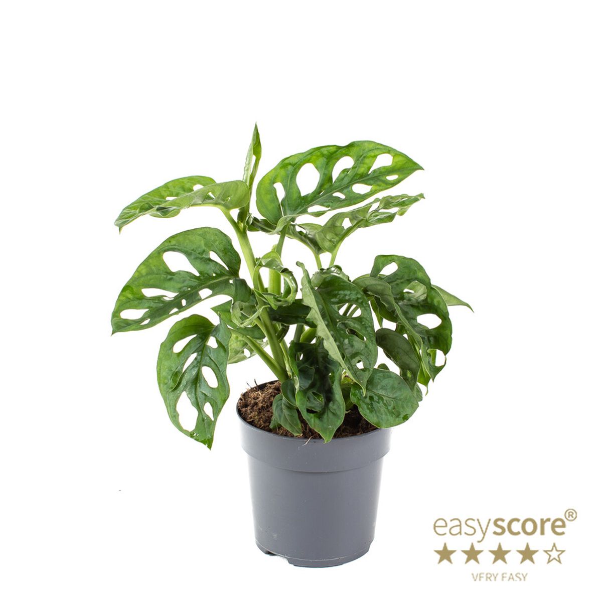 フラワー・ガーデニング Monstera friedrichsthalii Monstera Friedrichsthalii Swiss Cheese Plant Bare Root