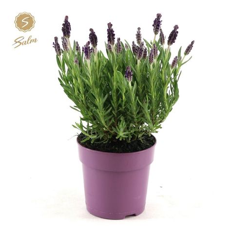 Lavandula stoechas 'Анук'