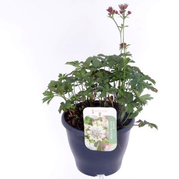 Astrantia 'Star of Flame'