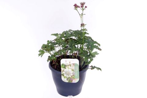 Astrantia 'Star of Flame'