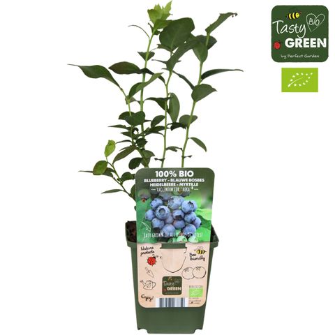 Vaccinium corymbosum 'Reka'