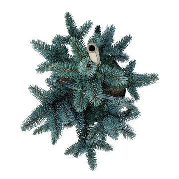 Picea pungens 'Oldenburg'