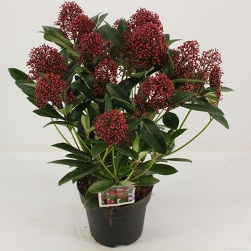 Skimmia japonica 'Rubella'