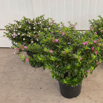 Cuphea hyssopifolia FLORIGLORY MIX