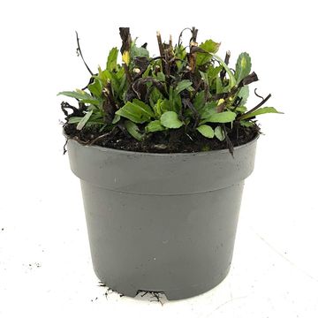 Leucanthemum 'Silberprinzesschen'