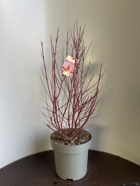 Cornus alba MIRACLE