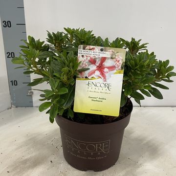 Rhododendron ENCORE AUTUMN STARBURST