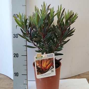 Leucadendron 'Safari Night'