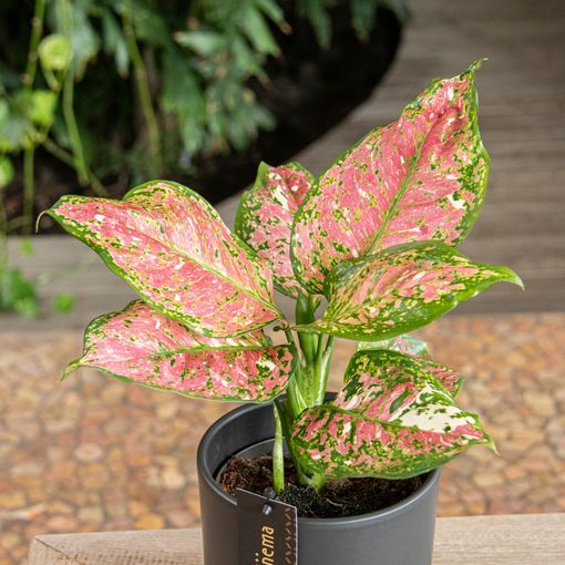 Aglaonema 'Jazzy Red'