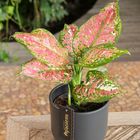 Aglaonema 'Jazzy Red'