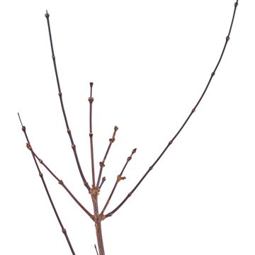 Acer palmatum 'Pevé Dave'