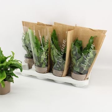 Asplenium scolopendrium