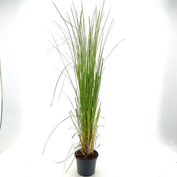 Cortaderia selloana