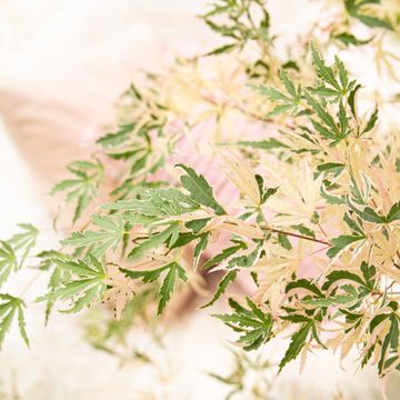 Acer palmatum 'Taylor'