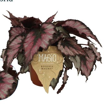 Begonia MAGIC COLOURS MAGMA