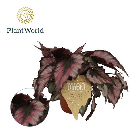 Begonia MAGIC COLOURS MAGMA
