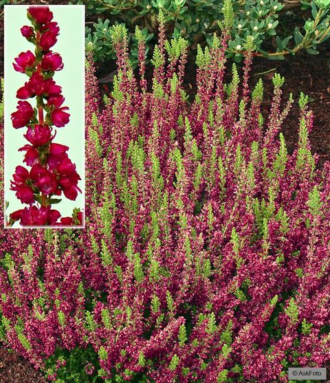 Calluna vulgaris 'Dark Beauty'